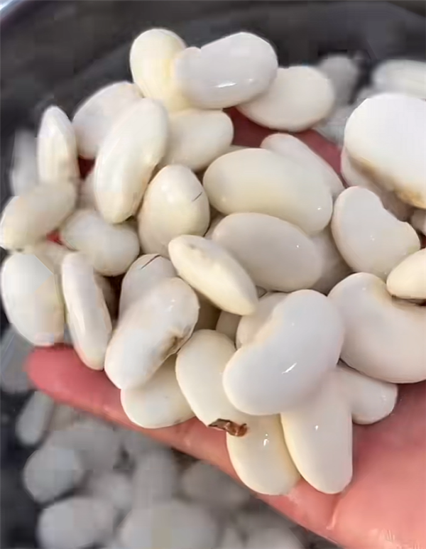 号称不运动、不节食、不反弹！靠“白芸豆”减肥靠谱吗