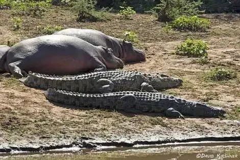 为什么鳄鱼不去捕食河马 两者在一起看起来怎么那么和谐