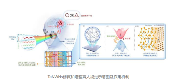 全球首例！复旦新研究使失明动物恢复光视觉能力
